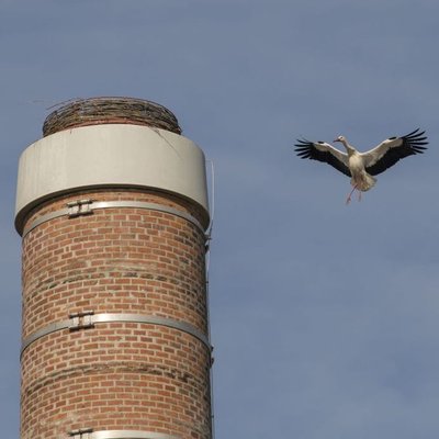Storch im Anflug auf sein Nest, welches auf einem alten Kaminturm sitzt