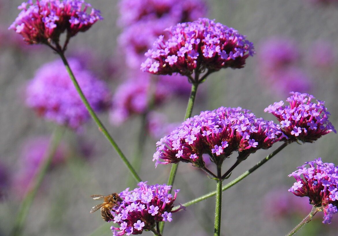 Kleine lila Blüten