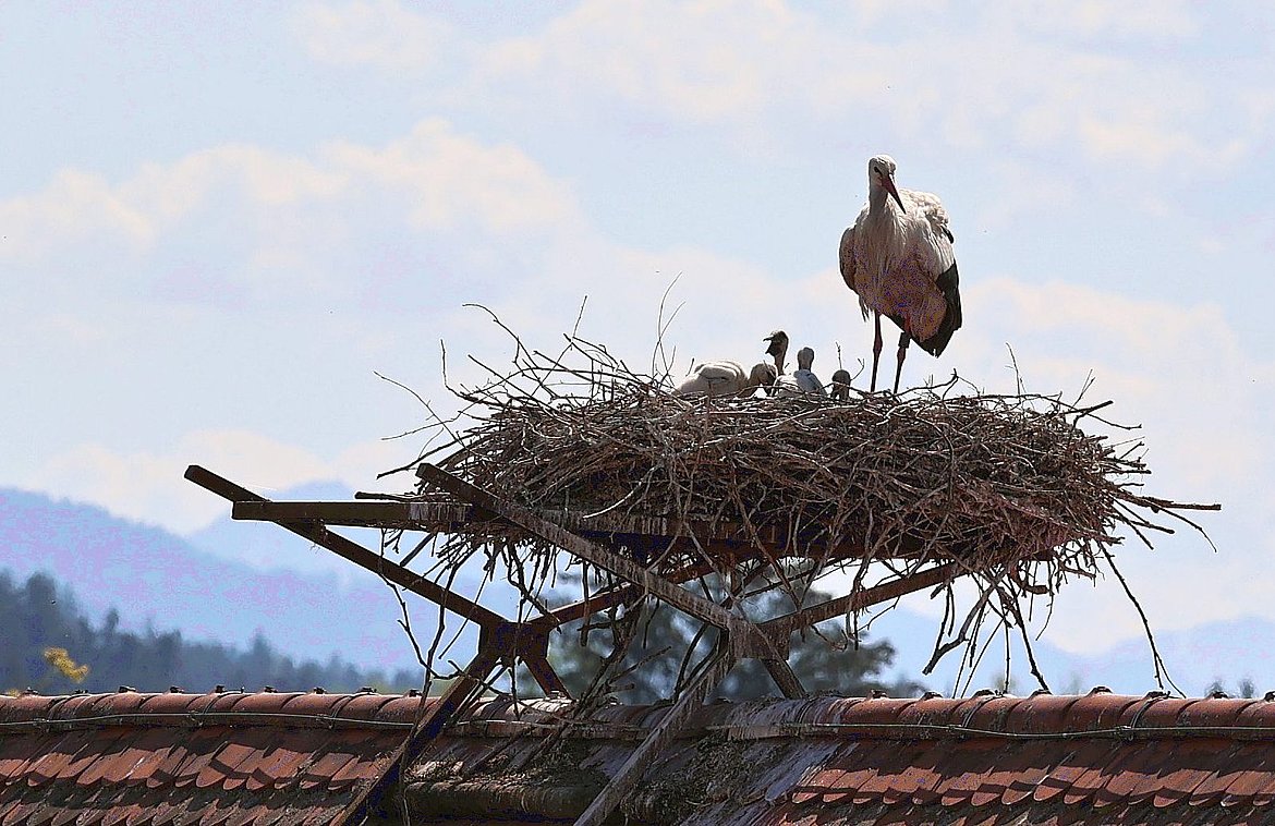 Storch mit vier Jungen im Nest auf dem Kornhaus