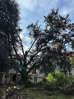 Ein großer, dunkler Baum steht im Vordergrund, umgeben von aufgeräumten Ästen und Zweigen. Im Hintergrund sind Gebäude sichtbar, und der Himmel ist teilweise bewölkt. Ein Arbeiter ist in der Nähe des Baumstamms zu sehen.