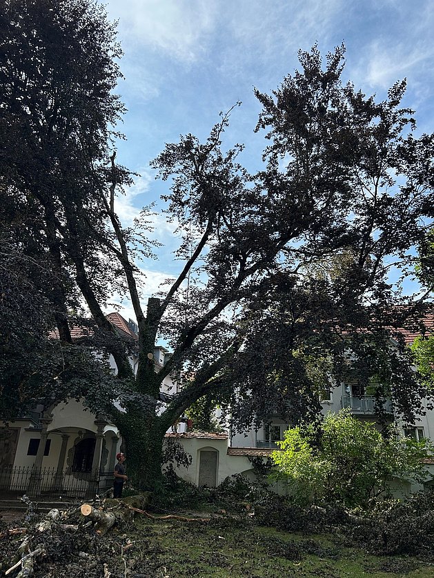 Ein großer, dunkler Baum steht im Vordergrund, umgeben von aufgeräumten Ästen und Zweigen. Im Hintergrund sind Gebäude sichtbar, und der Himmel ist teilweise bewölkt. Ein Arbeiter ist in der Nähe des Baumstamms zu sehen.