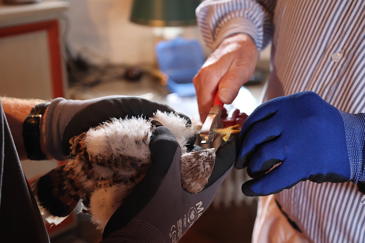 Zwei Personen, jeweils mit Handschuhen, halten einen Vogel. Eine Person nutzt eine Schere, um den Vogel behutsam zu behandeln. Der Hintergrund zeigt eine häusliche Umgebung mit Möbeln und einer Lampe.