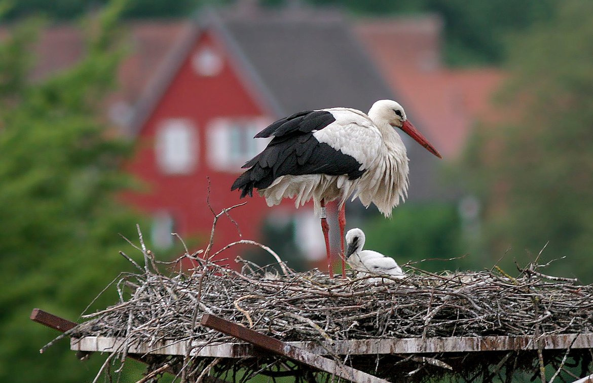 Jungstorch und Altstorch auf einem Nest