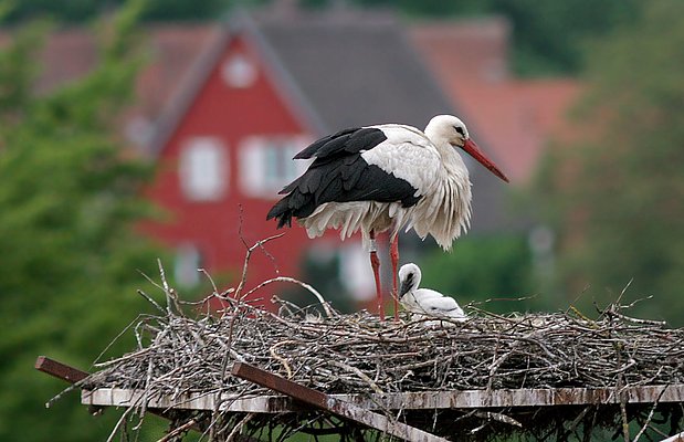 Jungstorch und Altstorch auf einem Nest