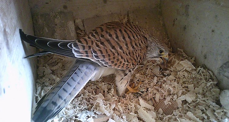 ein Vogel.