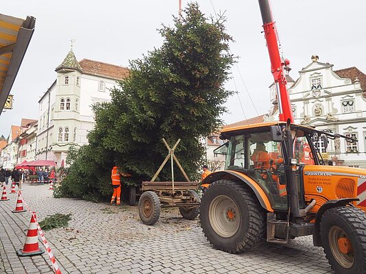 Baum wird langsam aufgestellt