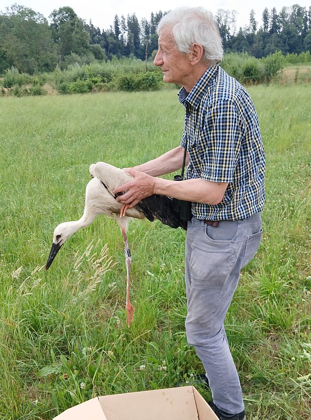 Ein älterer Mann hält einen Storch in der Hand, während er auf einer grünen Wiese steht. Im Hintergrund sind Bäume und eine natürliche Umgebung sichtbar. Der Storch wirkt ruhig und wird vorsichtig gehalten. Ein Karton liegt im Vordergrund.