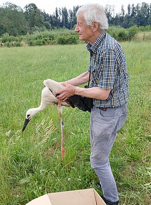 Ein älterer Mann hält einen Storch in der Hand, während er auf einer grünen Wiese steht. Im Hintergrund sind Bäume und eine natürliche Umgebung sichtbar. Der Storch wirkt ruhig und wird vorsichtig gehalten. Ein Karton liegt im Vordergrund.