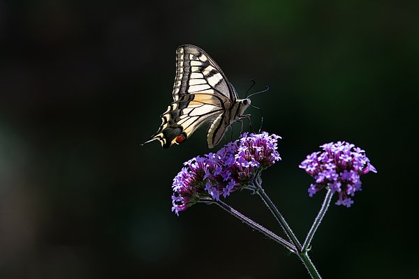 Ein Schmetterling sitzt auf einer Gruppe lila Blumen. Die Blüten sind filigran und in verschiedenen Schattierungen von Lila dargestellt. Der Hintergrund ist dunkel und unscharf, was die Farben und Details des Schmetterlings sowie der Blumen betont.