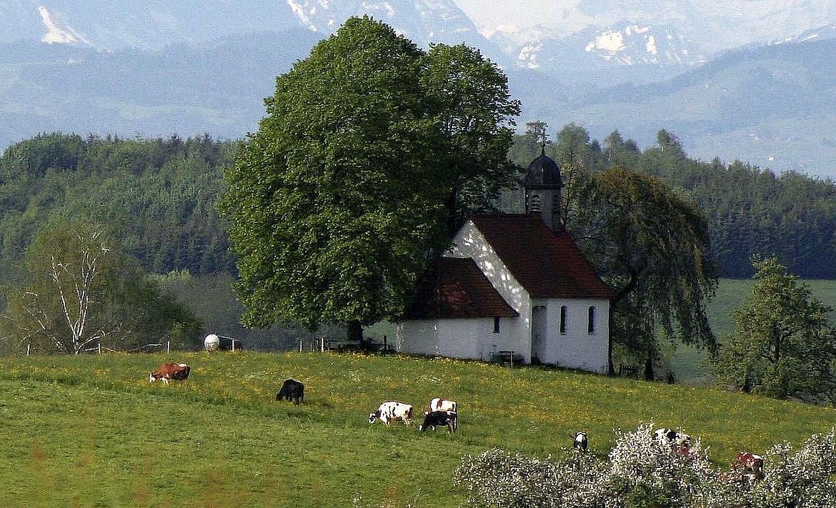 Kapelle auf dem Berg bei Niederwangen mit Kühen im Vordergrund